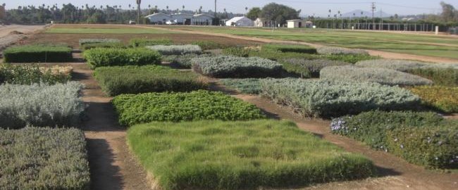 turfgrass landscape